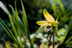 Orchid in Machu Picchu Historical Sanctuary, Peru