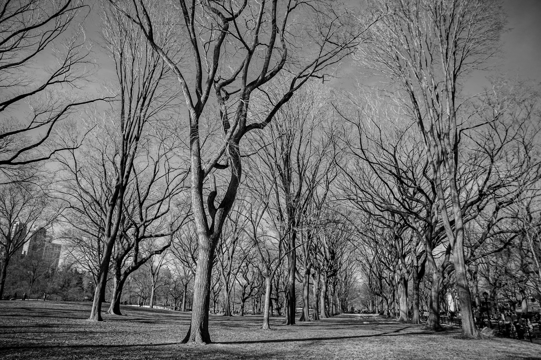 American Elm trees.