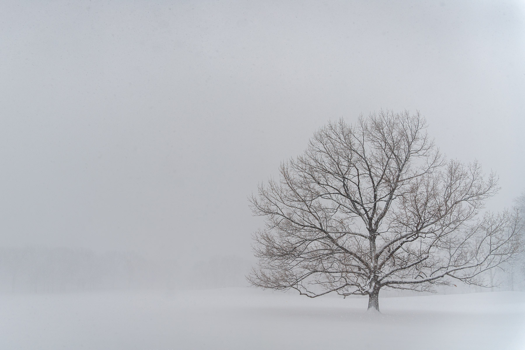 North American Blizzard