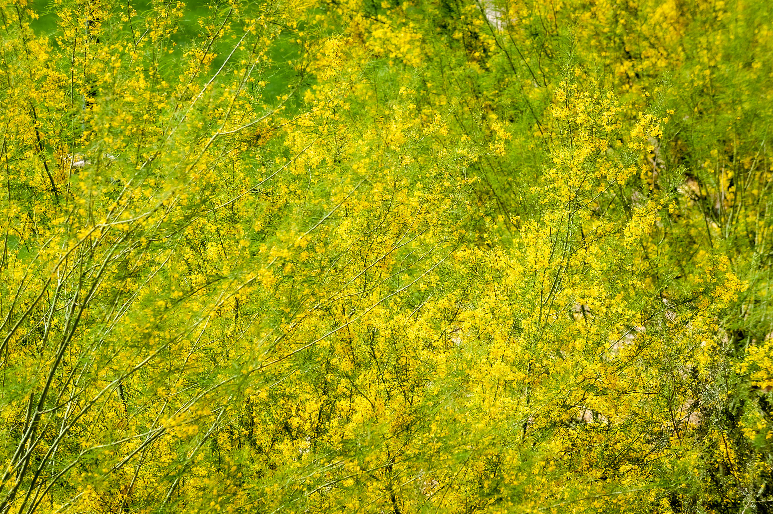 Palo Verde (Parkinsonia aculeata)