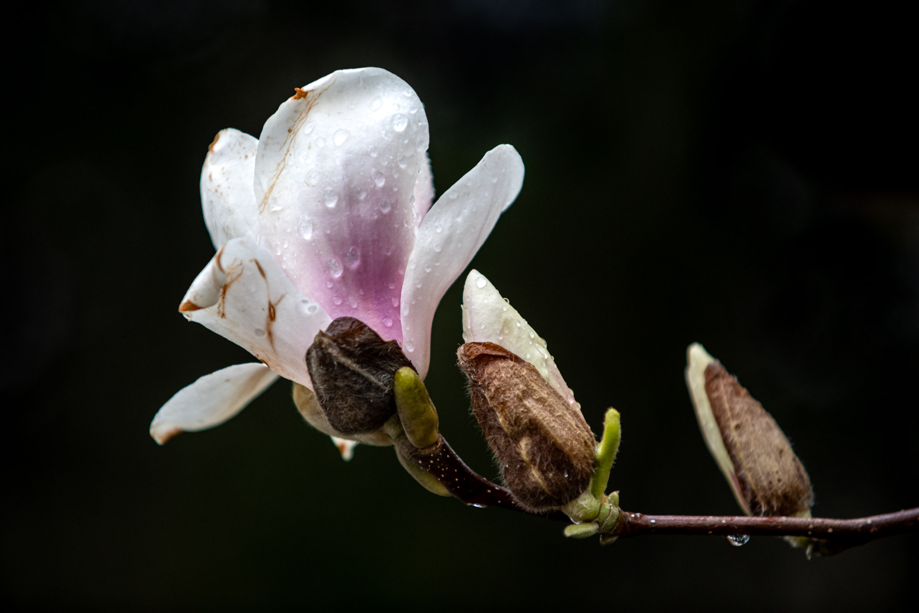 Magnolia flowers