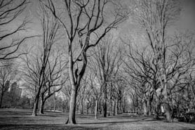 American Elm trees.