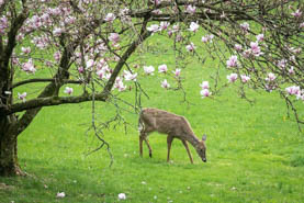 White Tailed Deer