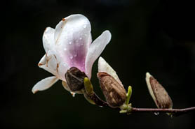 Magnolia flowers