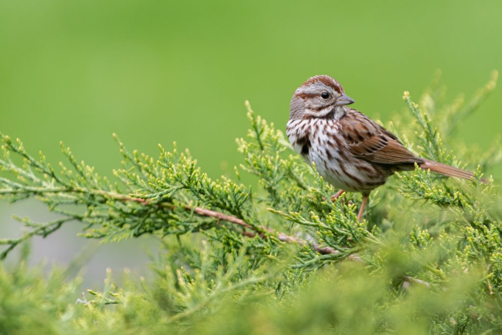 Song sparrow