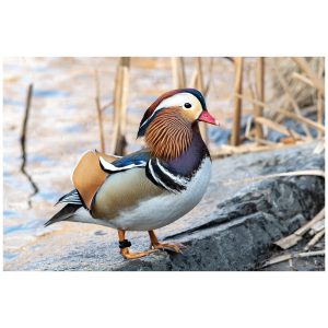 The Mandarin Duck at The Pond in Central Park, New York.