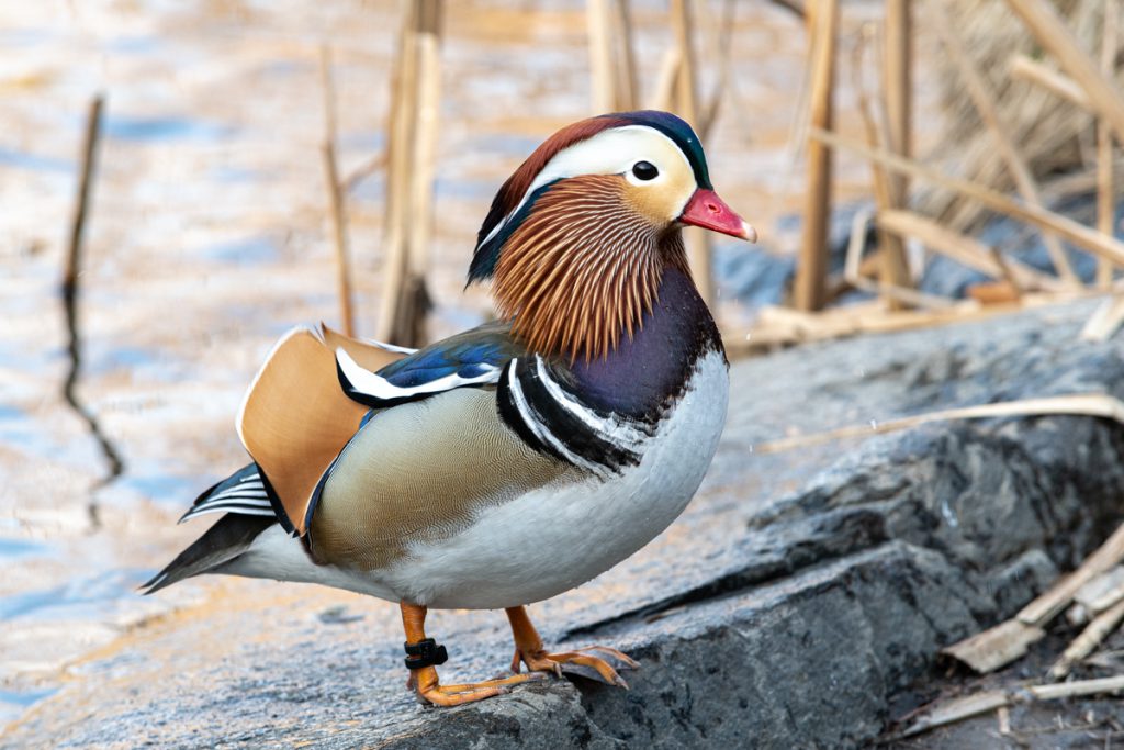 The Mandarin Duck at The Pond