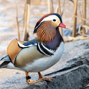 The Mandarin Duck at The Pond