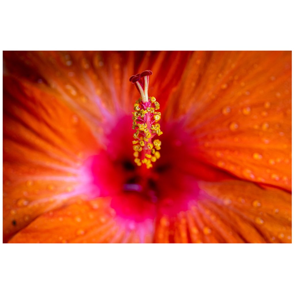 A Hibiscus flower ready to be pollinated.