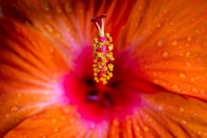 Pistils and anthers