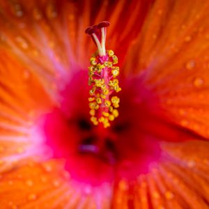 Pistils and anthers