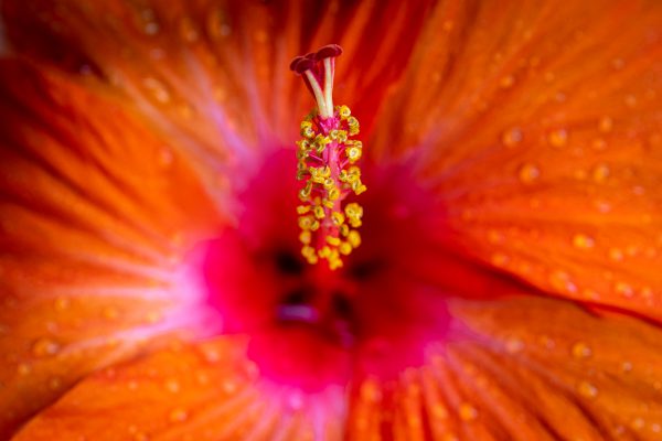 Pistils and anthers