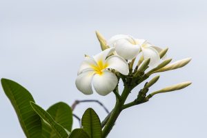 Hawaiian Frangipani. Also known as plumeria.