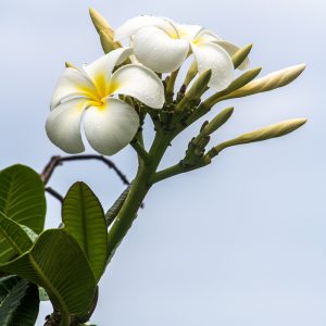 Hawaiian Frangipani. Also known as plumeria.