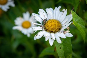 A Japanese beetle (Popillia japonica) on an English daisy (Bellis perennis)