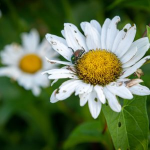 A Japanese beetle (Popillia japonica) on an English daisy (Bellis perennis)