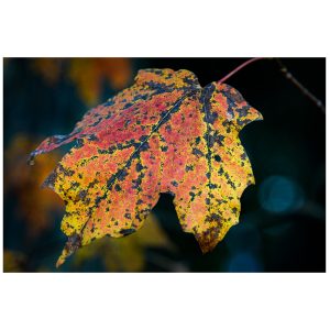A maple leaf with different bright colors.