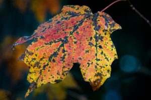 Fall foliage
