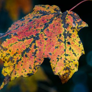 Fall foliage