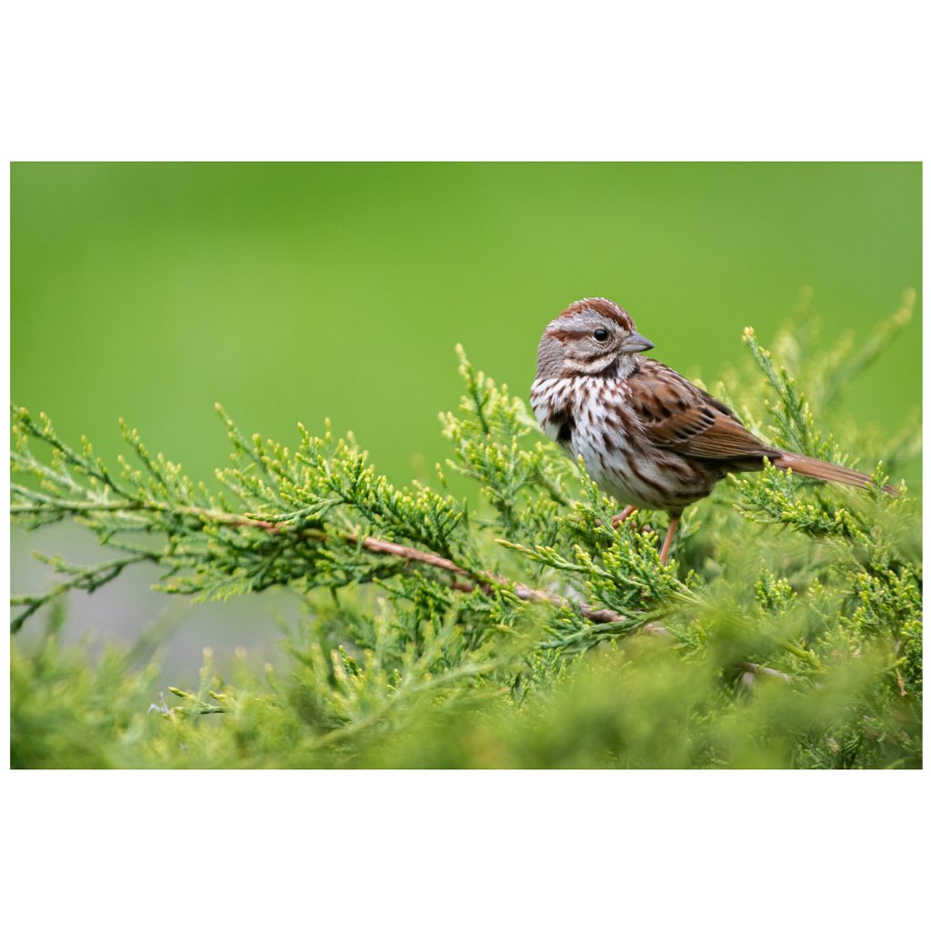 A Song sparrow on a conifer branch looking for food.