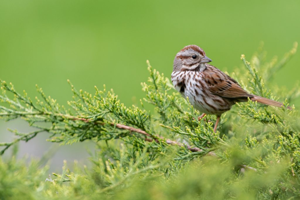 Song sparrow (Melospiza melodia)