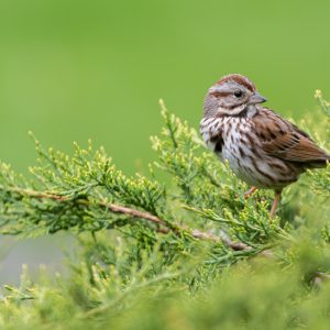 Song sparrow (Melospiza melodia)