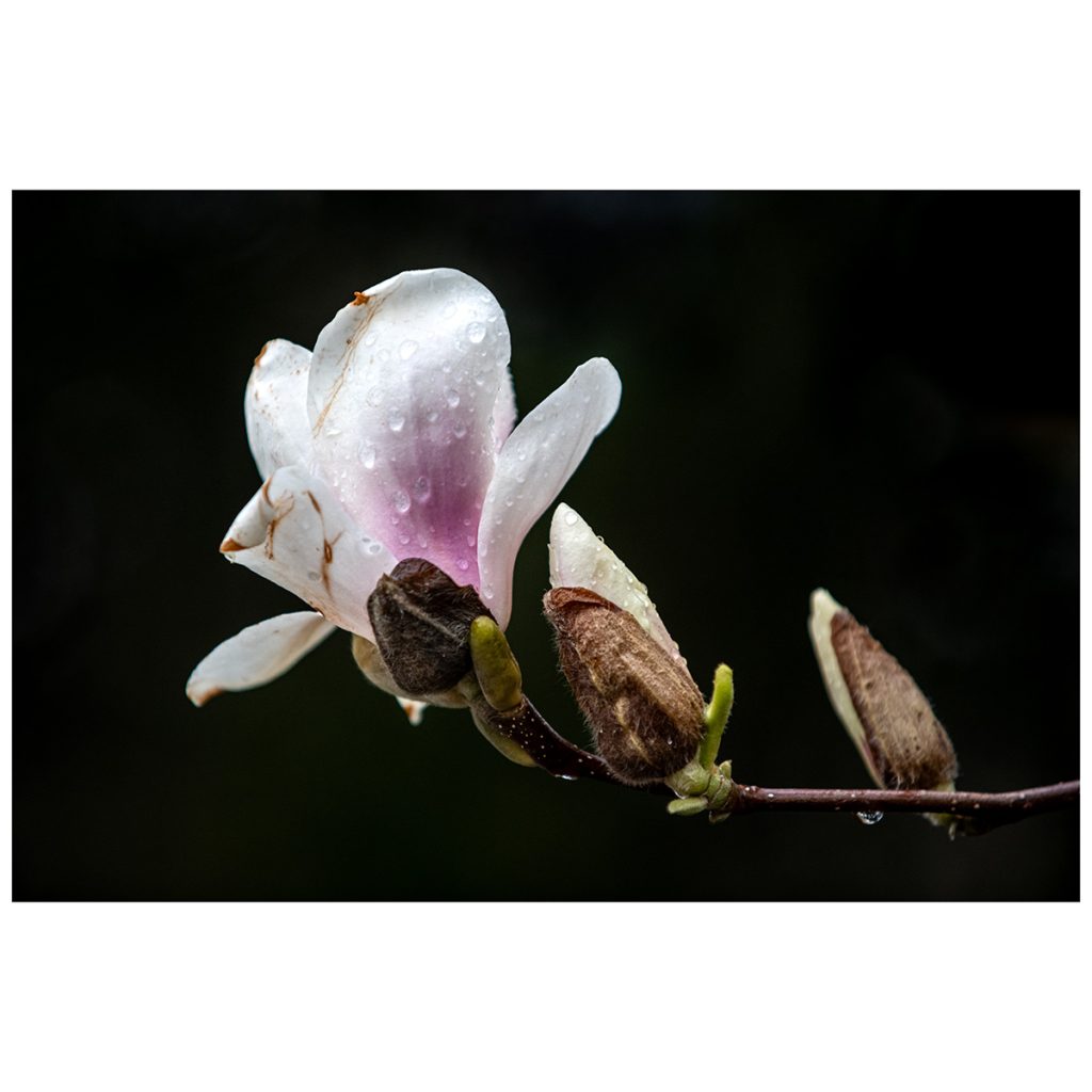 Magnolia flowers in bloom, Central Park, NY.