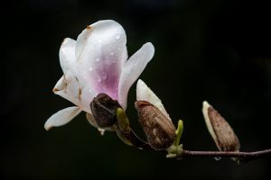 Magnolia flowers