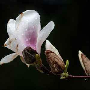 Magnolia flowers