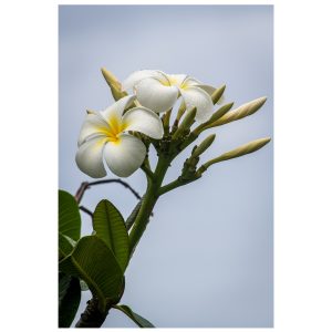 Hawaiian Frangipani. Also known as plumeria.