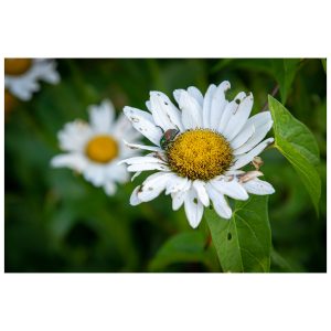 A Japanese beetle (Popillia japonica) on an English daisy (Bellis perennis)