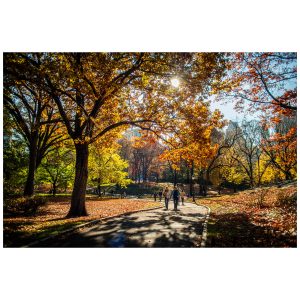 A couple walking in Central Park on a sunny autumn day.