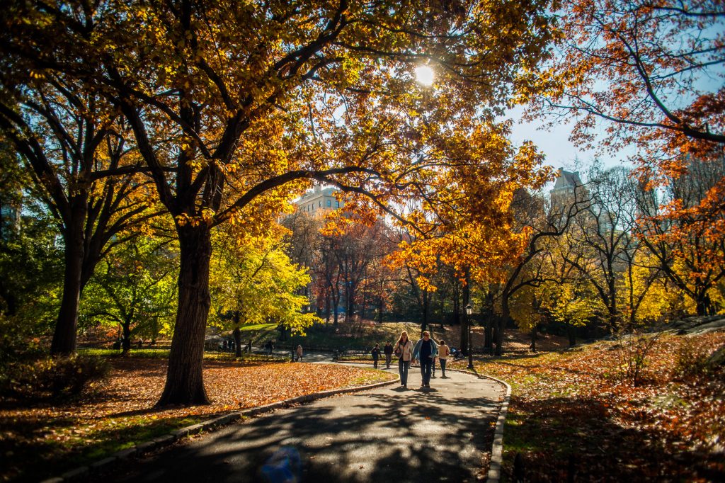 A couple walking in Central Park on a sunny autumn day.