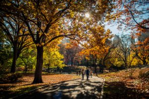 A couple walking in Central Park on a sunny autumn day.