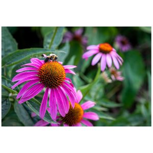 Coneflowers visited by bees. Crane Park and Monroe Ponds in Monroe, NY.