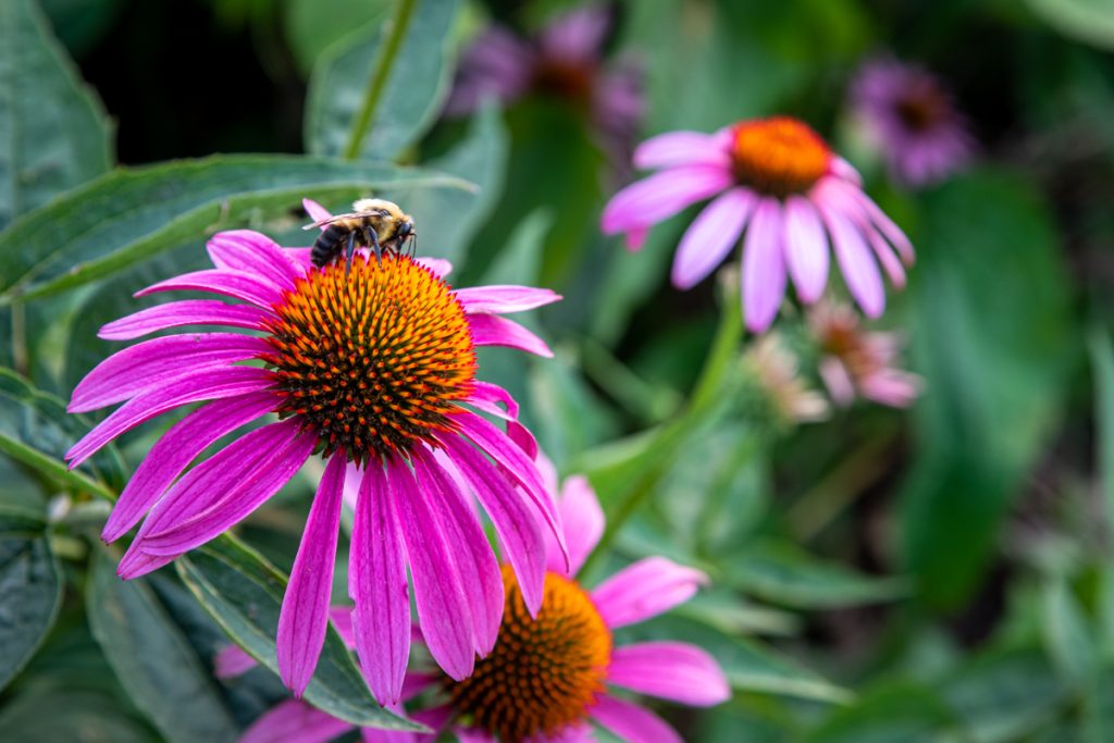 Coneflowers visited by bees. Crane Park and Monroe Ponds in Monroe, NY.
