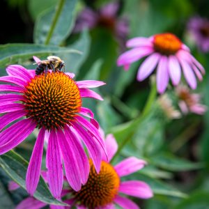 Coneflowers visited by bees. Crane Park and Monroe Ponds in Monroe, NY.